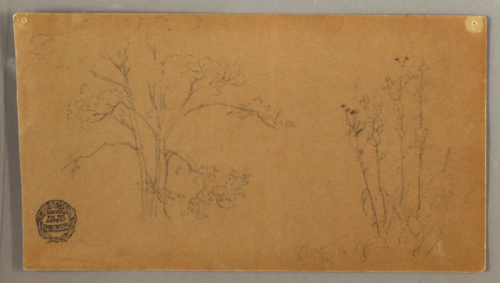 Trees and Plants, Elecampene by Frederic Edwin Church