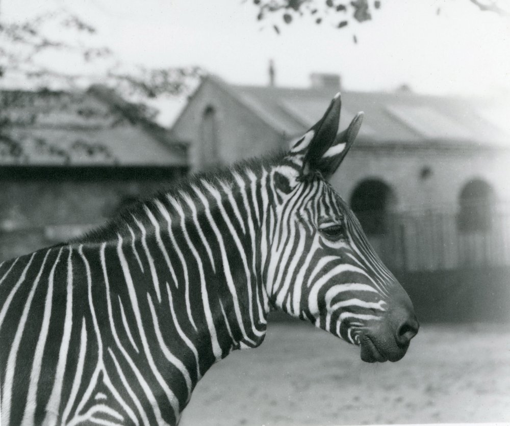 A Mountain Zebra at London Zoo, September 1921 by Frederick William Bond