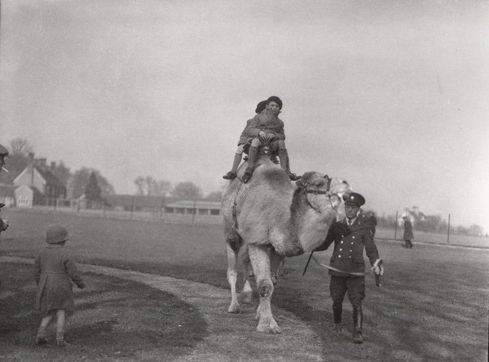 An Arabian Camel Taking a Pair of Children for a Ride at ZSL Whipsnade ...