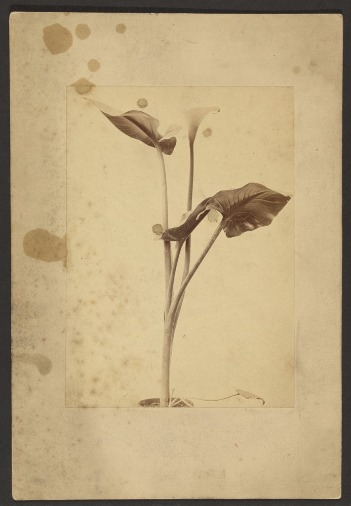Calla Lily by Frederick H. Hollyer