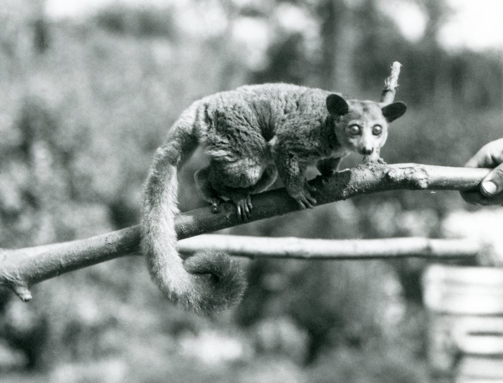 A Galago Walking Along a Branch Held by a Keeper, London Zoo by Frederick William Bond