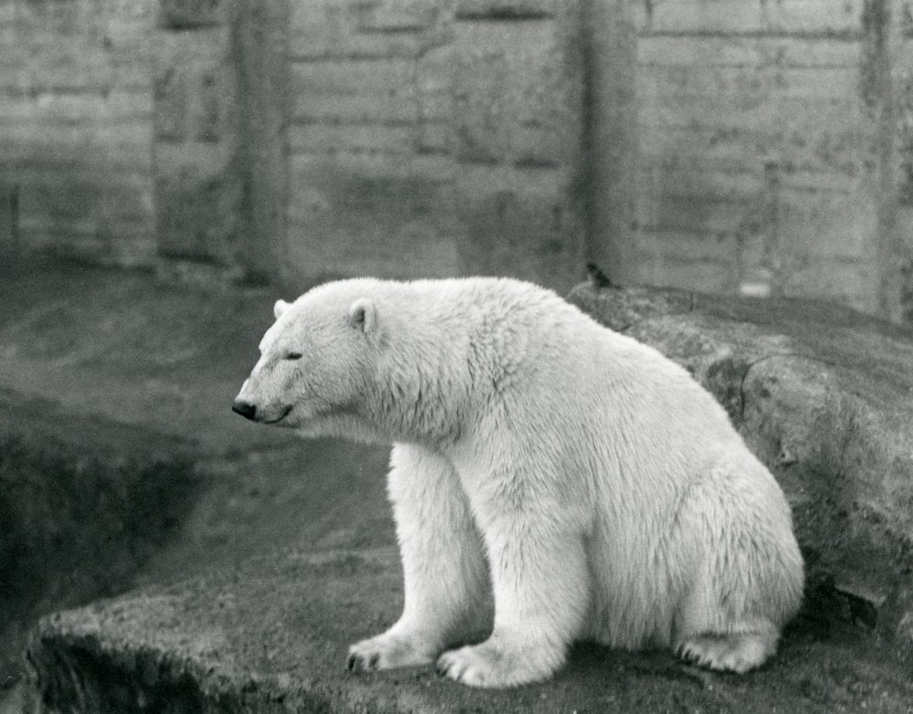 A Polar Bear Sitting on a Rocky Ledge at London Zoo in September 1927 by Frederick William Bond
