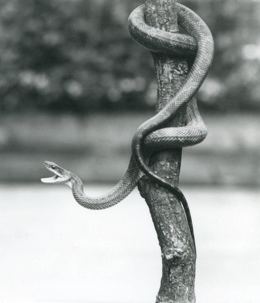 A gaping Texas Rat Snake coiled around a vertical branch at London Zoo in August 1928 by Frederick William Bond