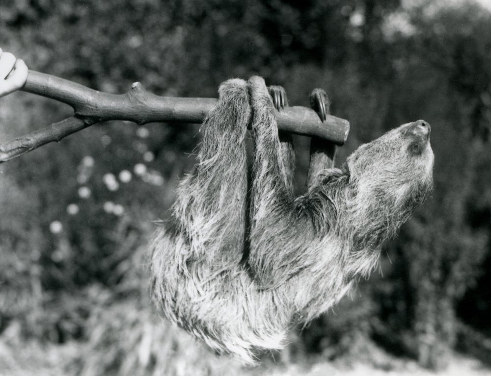 Two-toed Sloth at London Zoo, September 1925