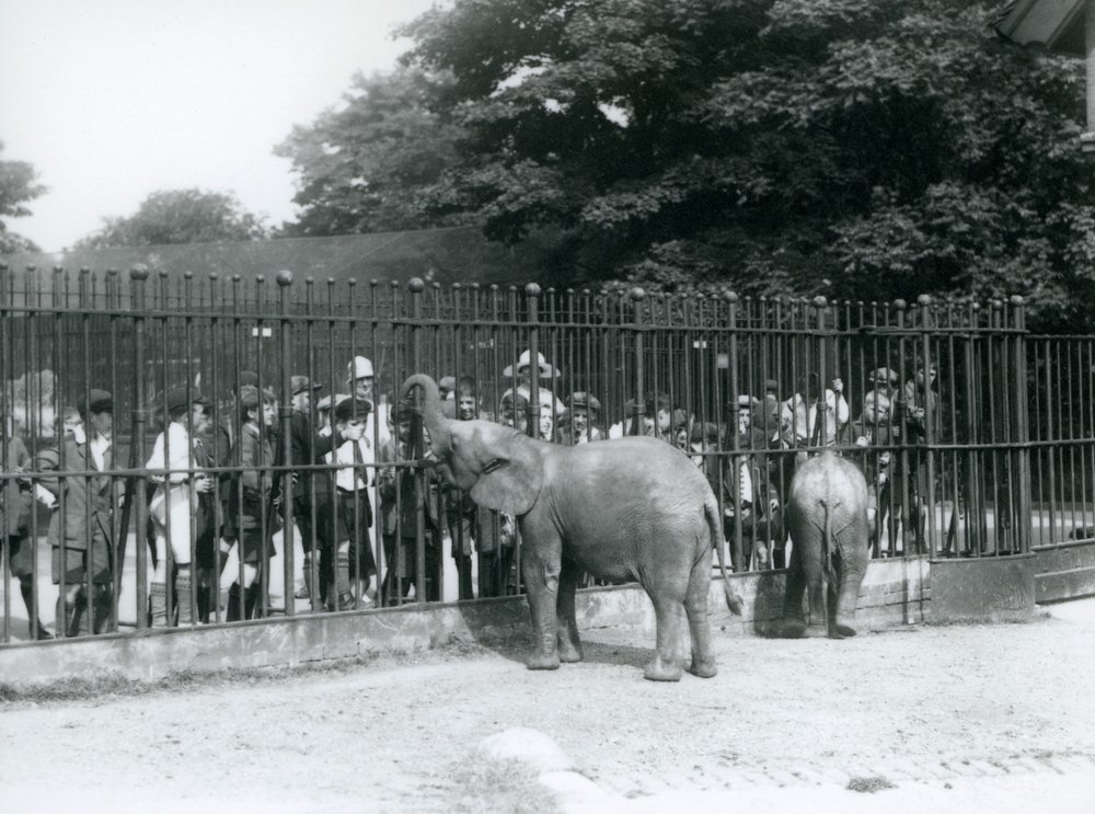 A young African Elephant and Pygmy African Elephant interact with a ...