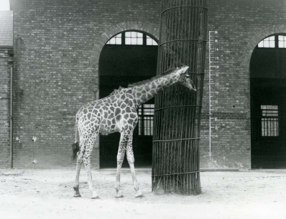 A Young Female Giraffe Standing in Front of a Tree, in the Paddock Outside the Giraffe House, London Zoo by Frederick William Bond
