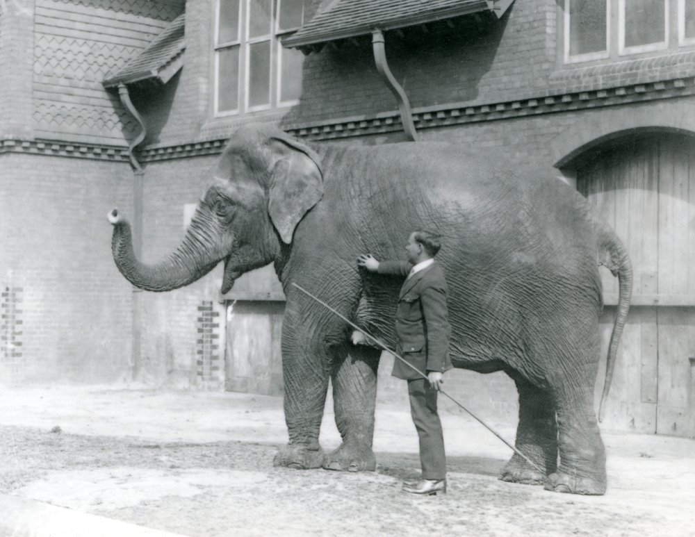 Syed Ali, training Indiarani in front of the Elephant House, London Zoo ...