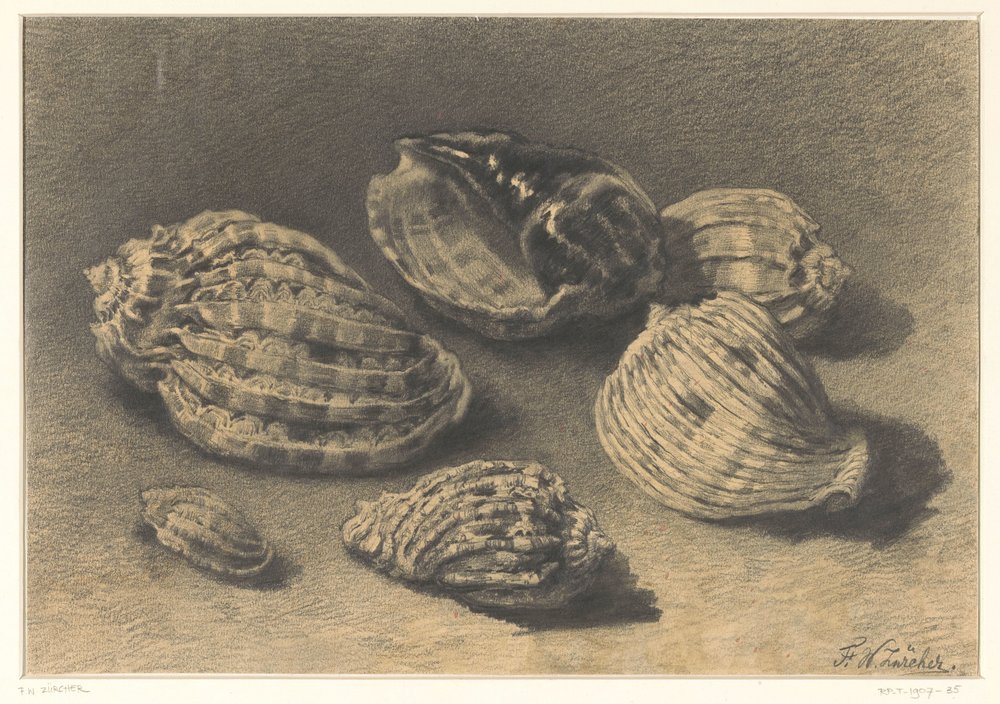 Six Shells by Frederik Willem Zürcher: Buy fine art print