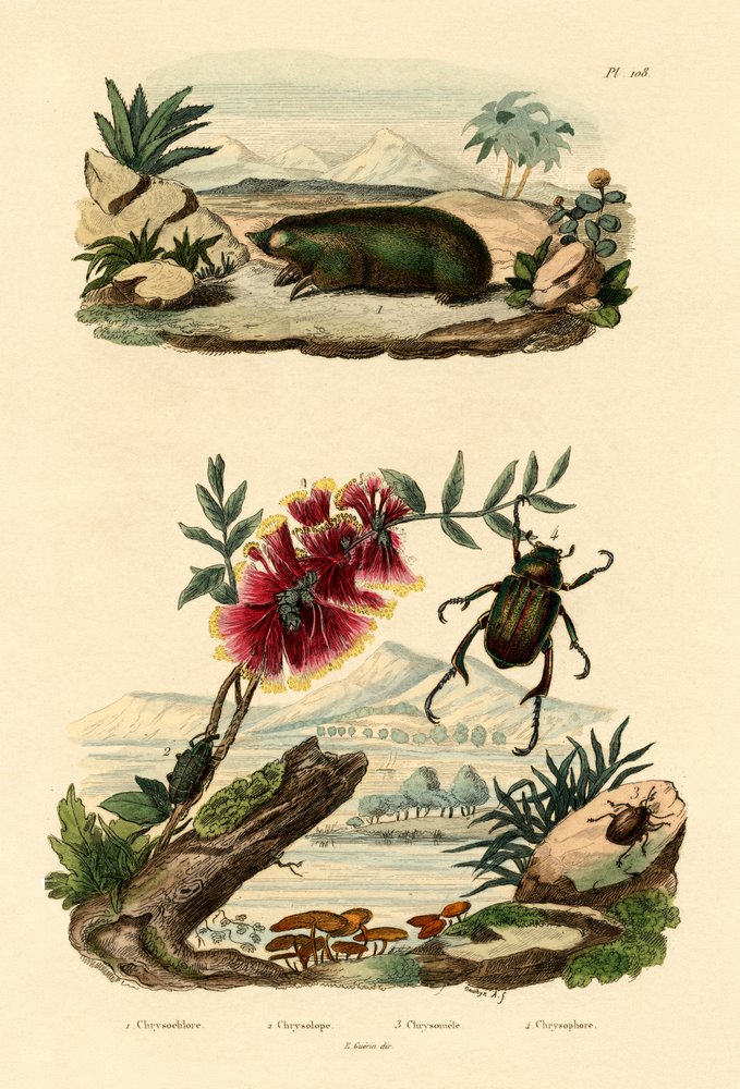 Golden Mole by French School