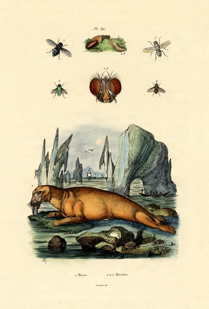Walrus by French School: Premium art reproduction