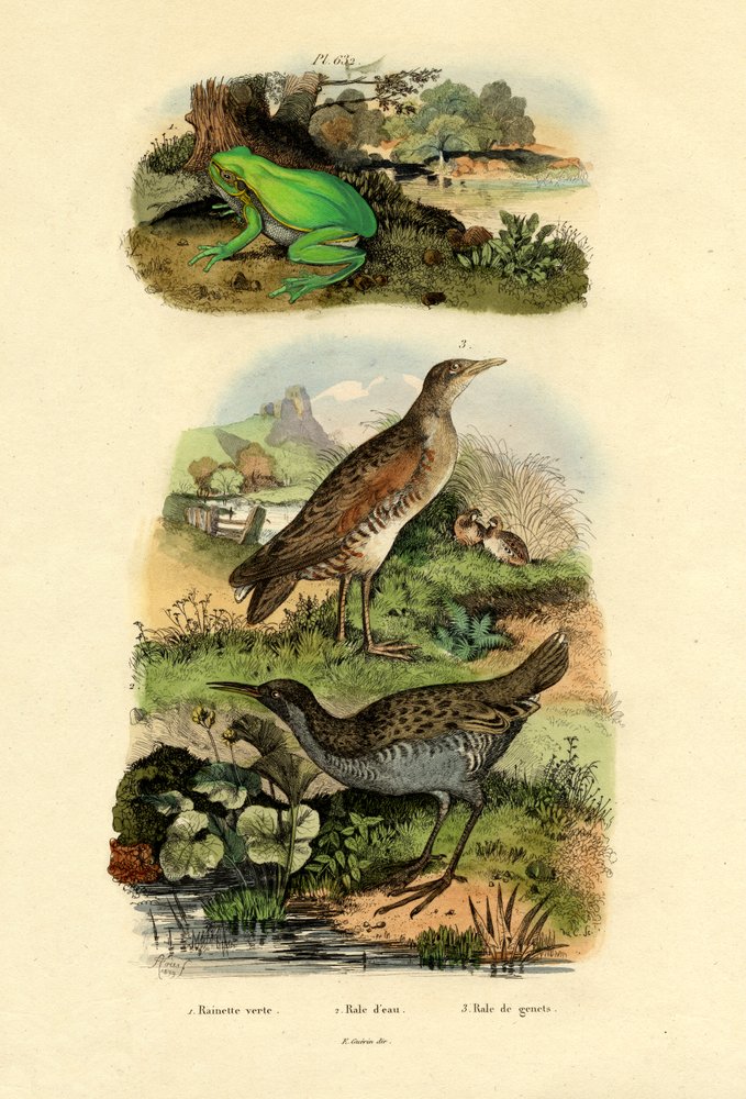 Water Rail by French School