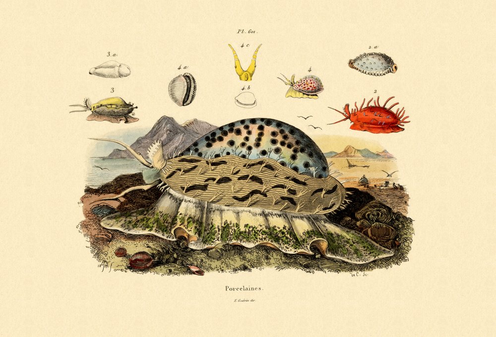 Cowrie Shells by French School: Buy fine art print