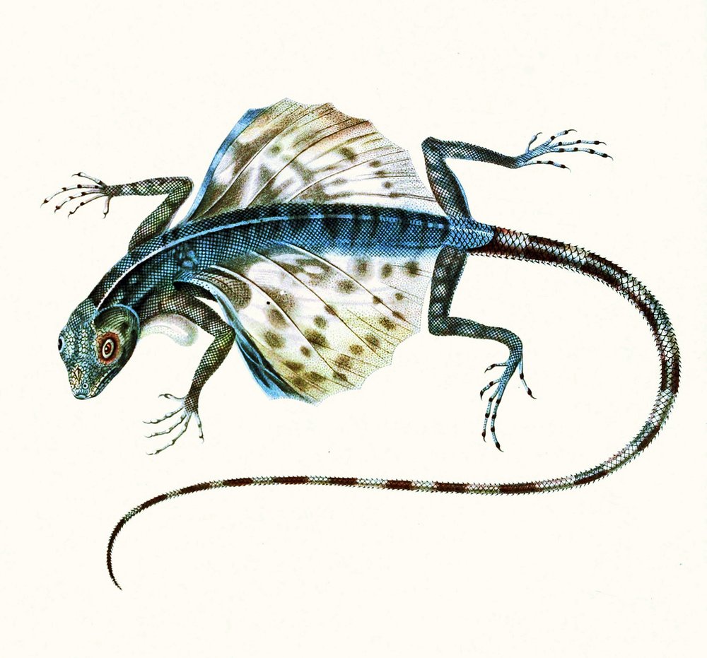Gliding Lizard Barred Gliding Lizard Draco Taeniopterus Draco Is A