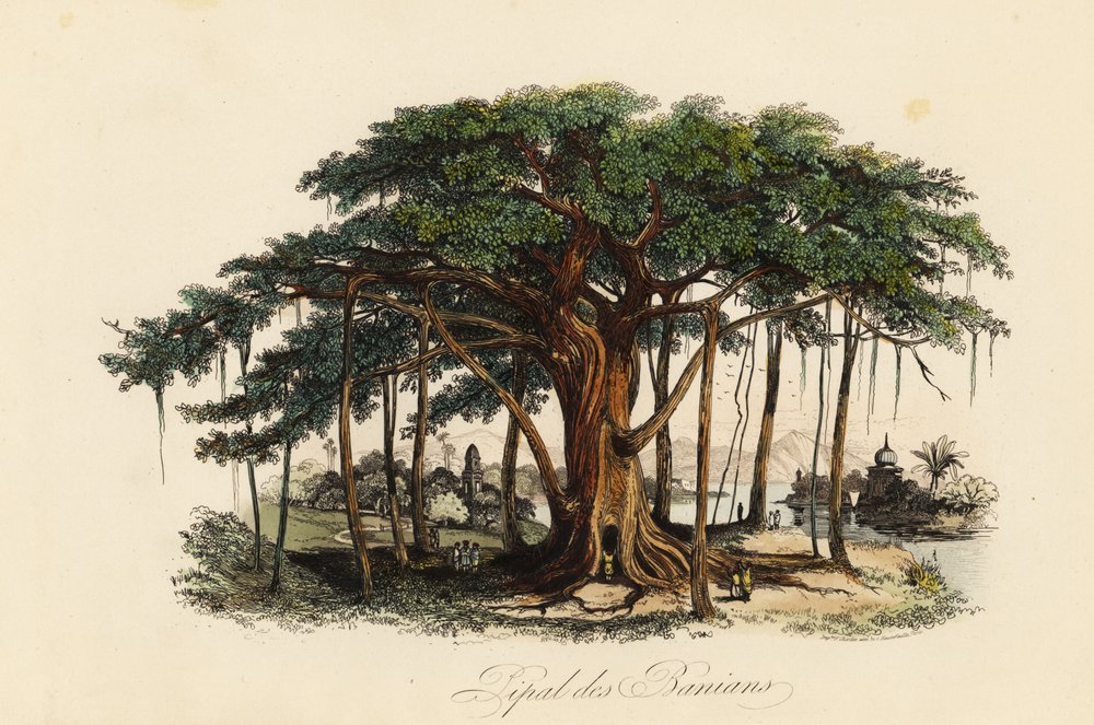 banyan tree drawing easy