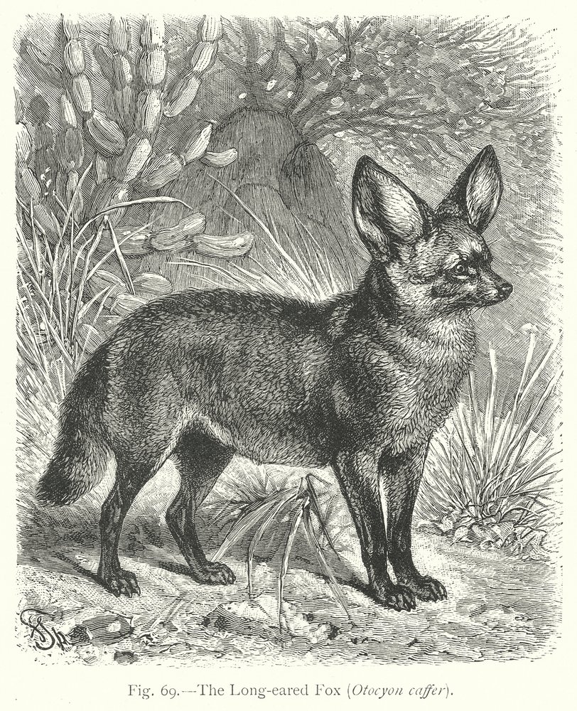 The Long-Eared Fox (Otocyon Caffer) by Friedrich Specht