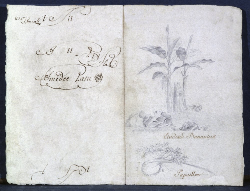 Banana Trees by Genevieve-Sophie-Marie-Adele Patu de Rosemont