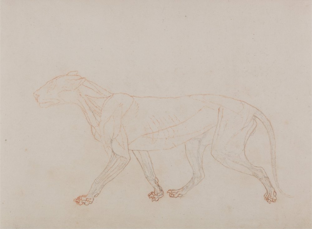 A Comparative Anatomical Exposition of the Structure of the Human Body with that of a Tiger and a Cow by George Stubbs