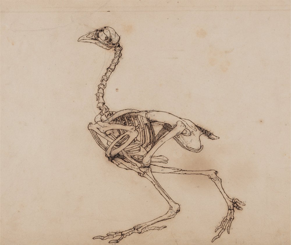 A Comparative Anatomical Exposition of the Structure of the Human Body ...