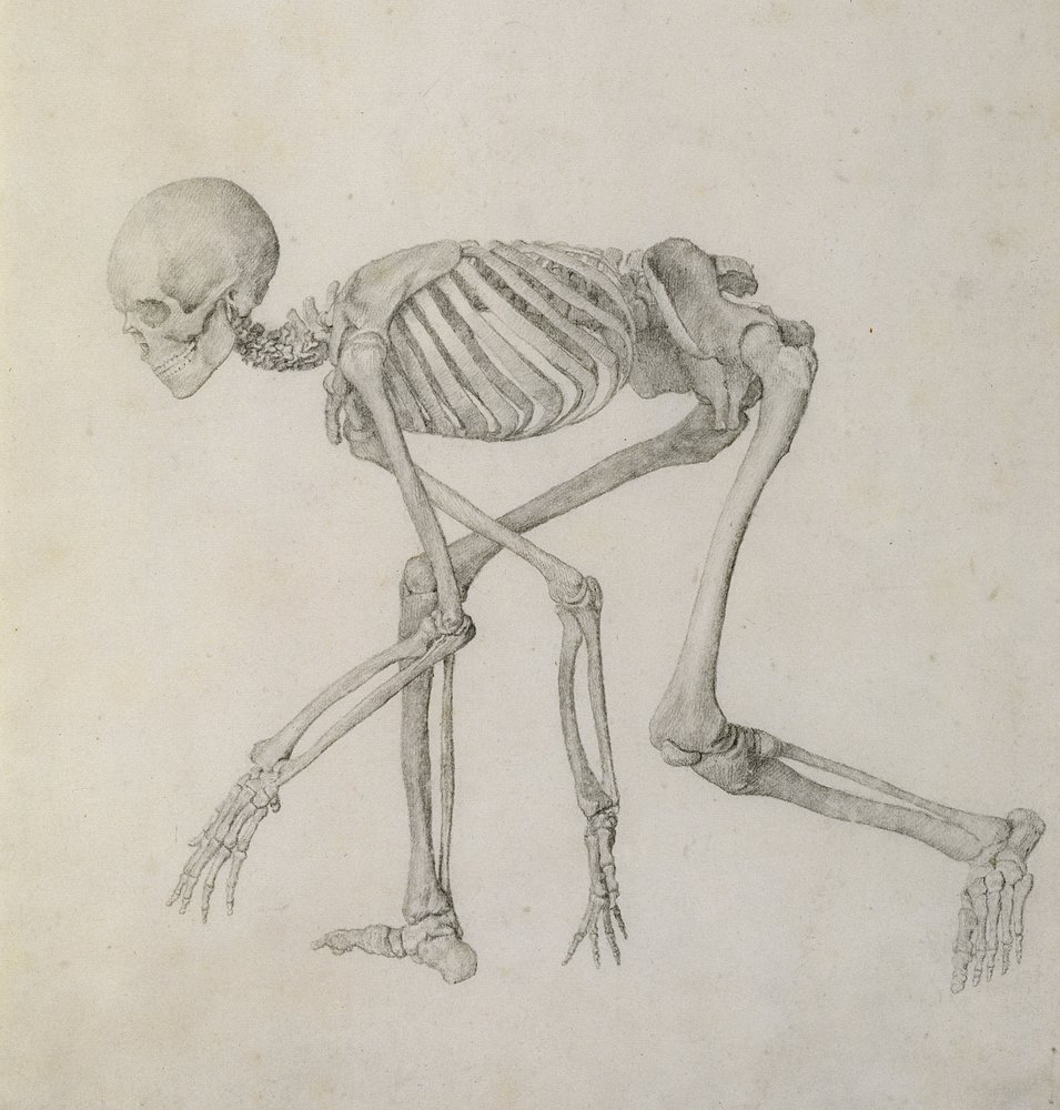 Human Skeleton: Lateral View in Crouching Posture, from the Series 'A ...