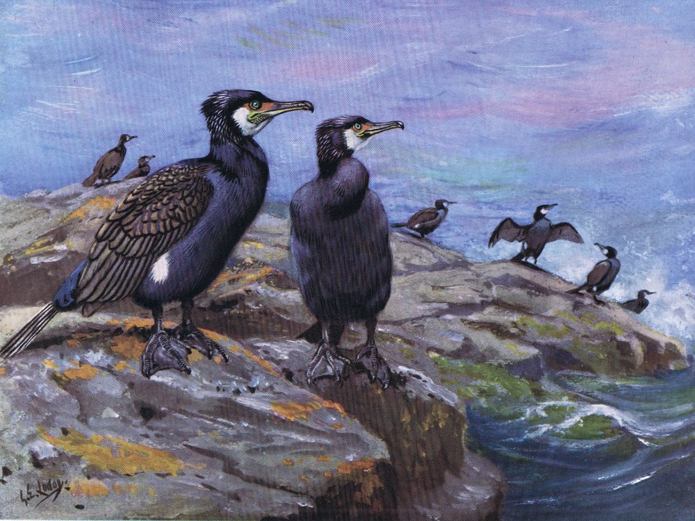 Cormorant by George Edward Lodge