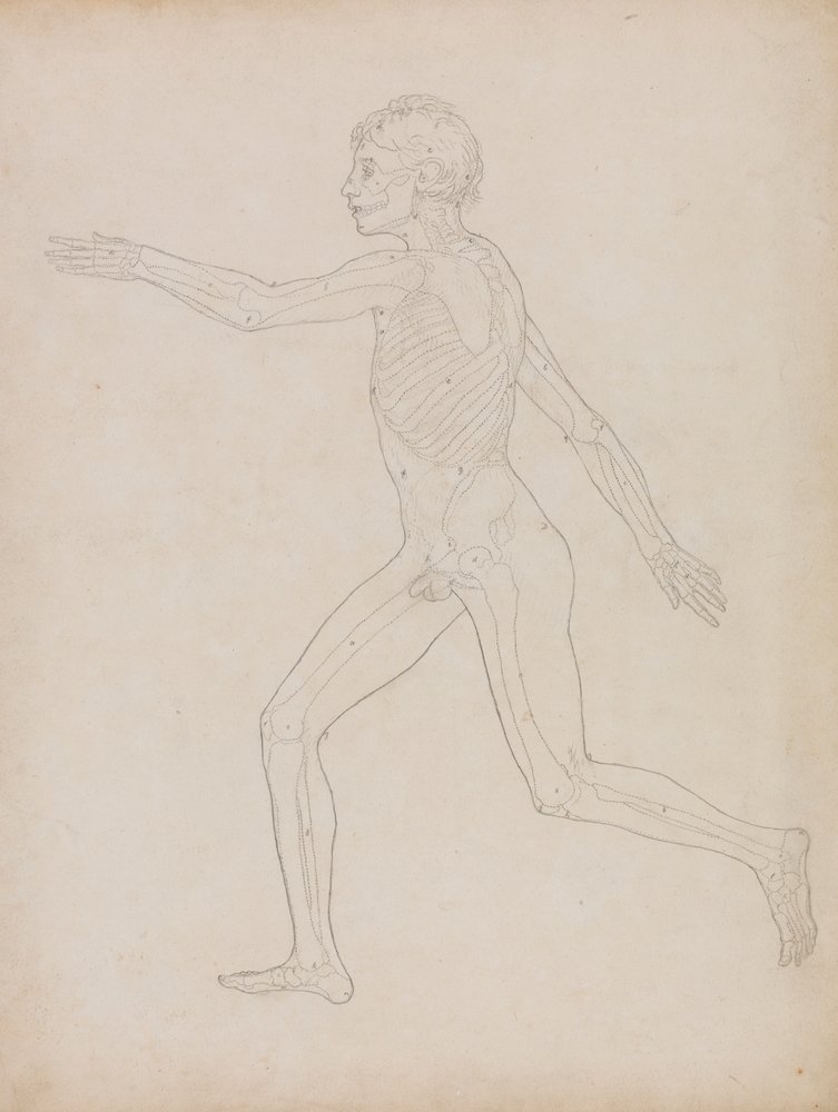 Human Figure, Lateral View by George Stubbs: Fine art print