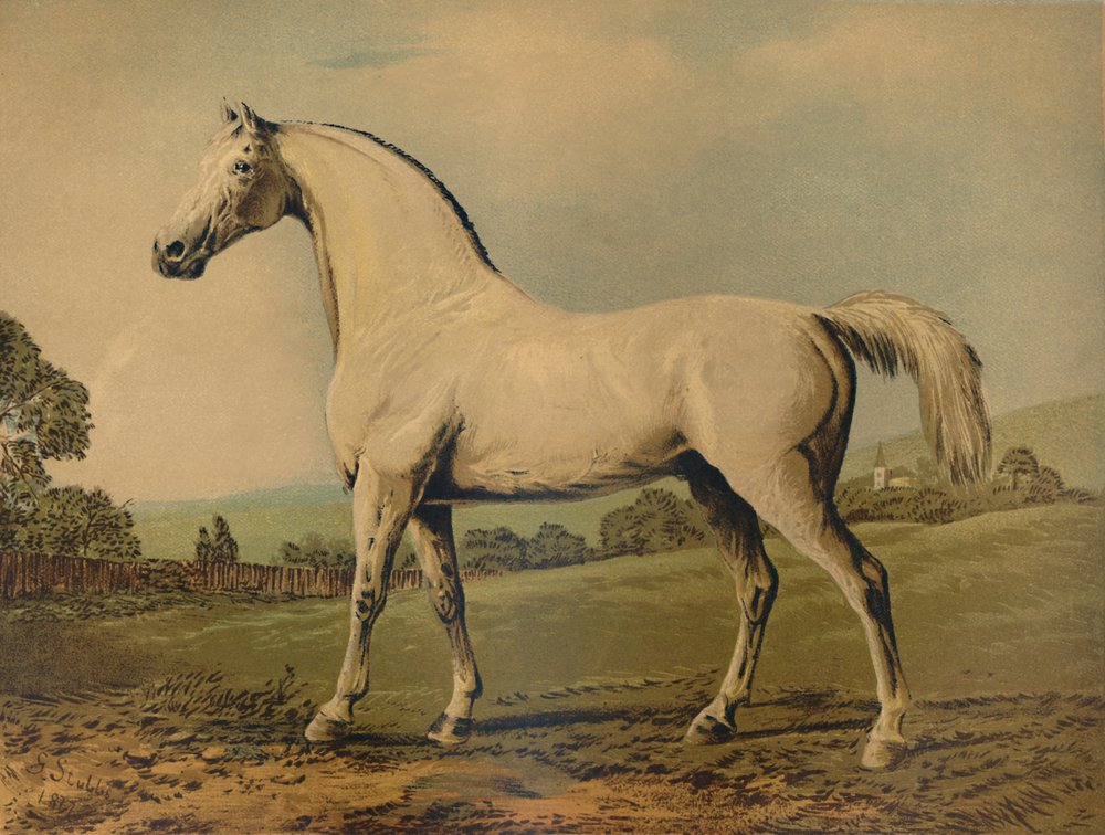 Mambrino. Bred by Lord Grosvenor, c1770s by George Stubbs