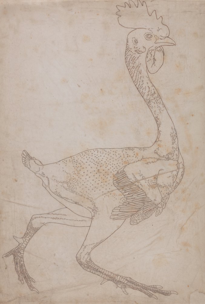 Study of a Fowl, Lateral View, from A Comparative Anatomical Exposition ...