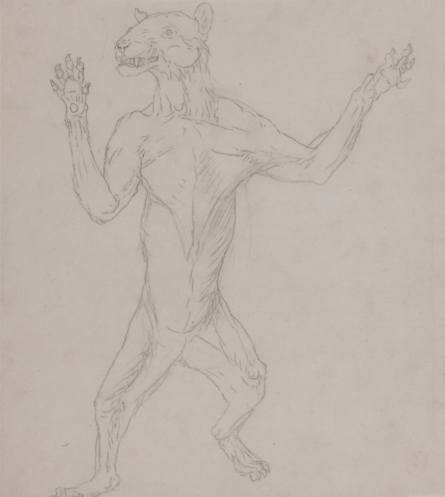 Study of a Tiger, Standing in Human Posture, from A Comparative ...