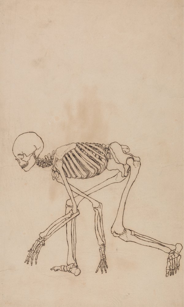Study of the Human Figure, Lateral View, from A Comparative Anatomical ...
