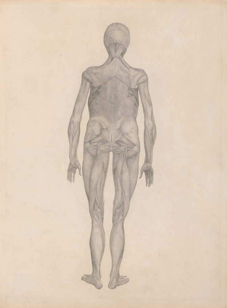 Study of the Human Figure, Posterior View, with skin and underlying ...
