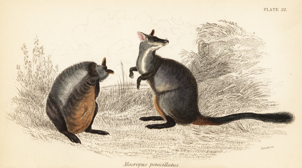 Brush-tailed rock-wallaby, Petrogale penicillata, 1841 by Georges Robert Waterhouse