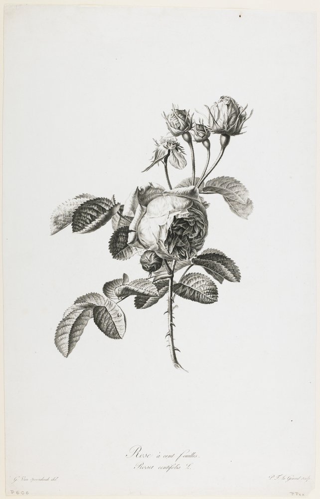 Hundred-petalled Rose, from Flowers Drawn after Nature, c.1800 by Gerard van Spaendonck