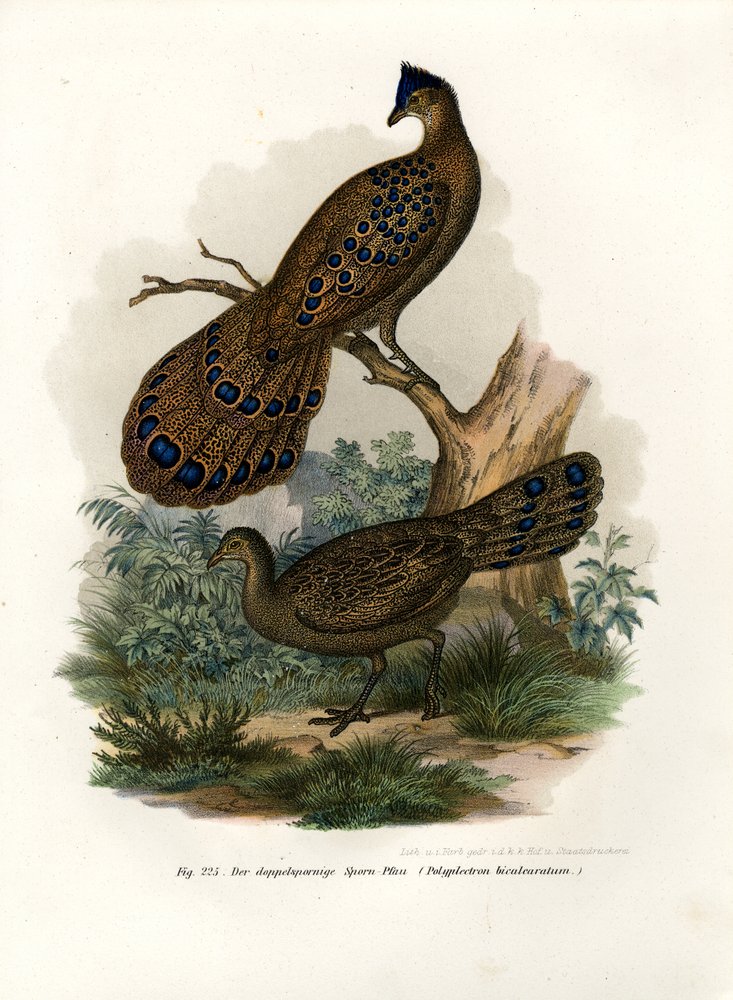 Grey Peacock-Pheasant, 1864 by German School