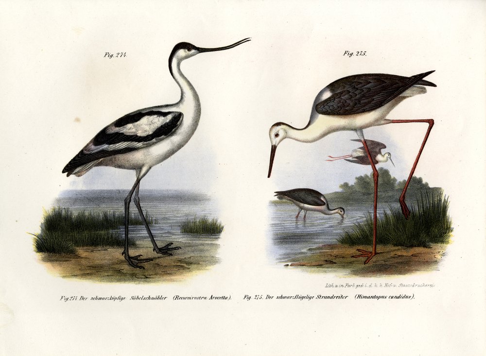 Pied Avocet by German School