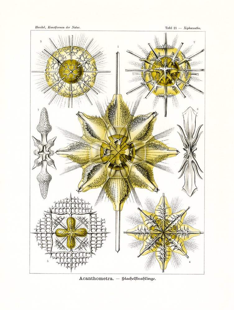 Acanthometra by German School