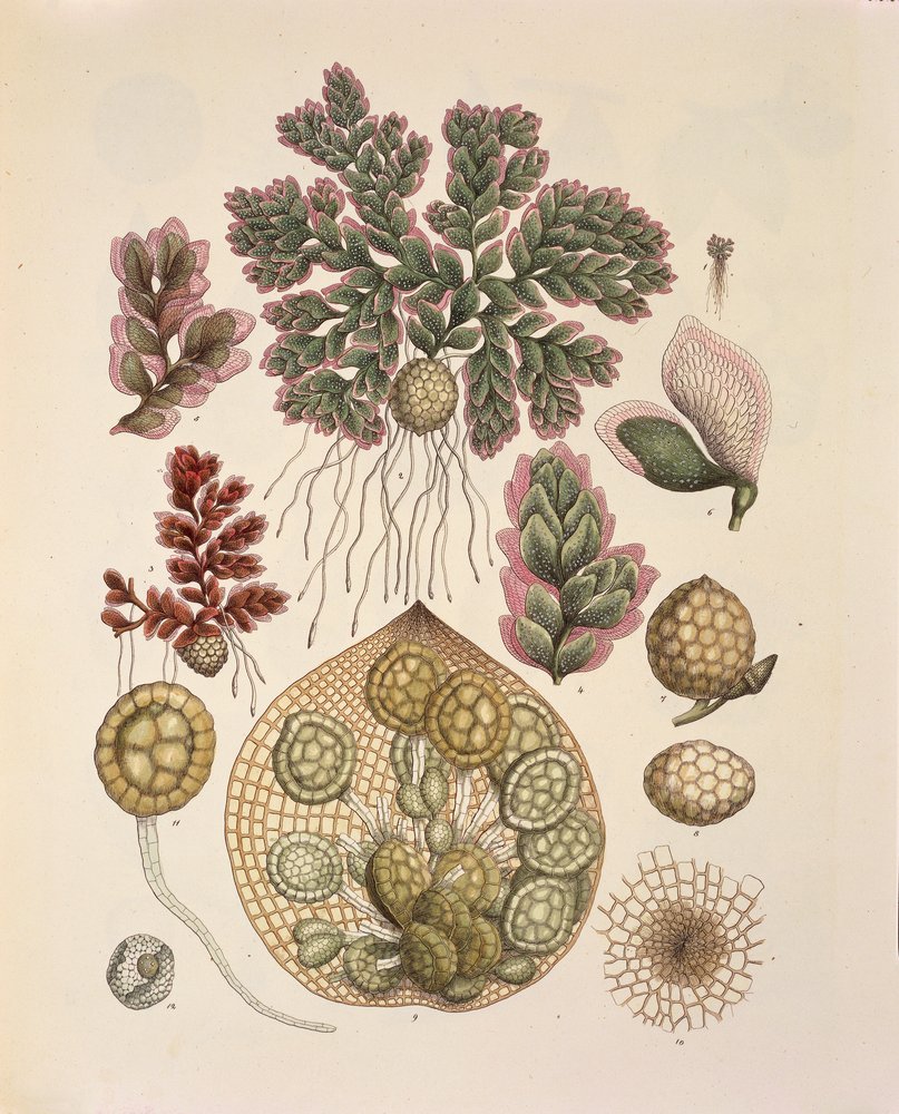 Azolla (aquatic ferns), table LXXIV from 'Plantarum Cryptogamicarum ...
