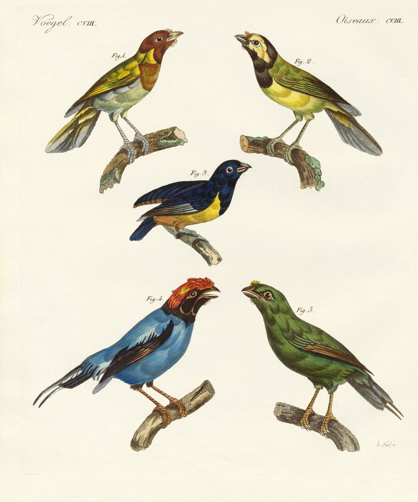 Beautiful Foreign Birds by German School: Fine art print