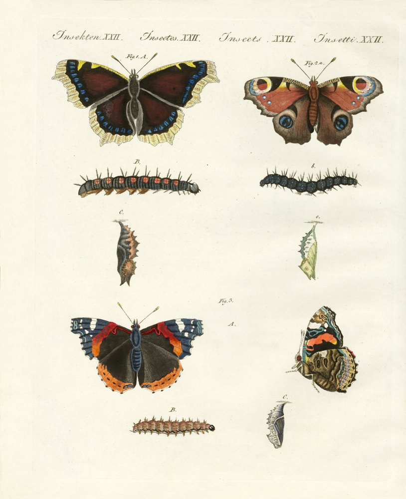 Butterflies - Birds of Day by German School