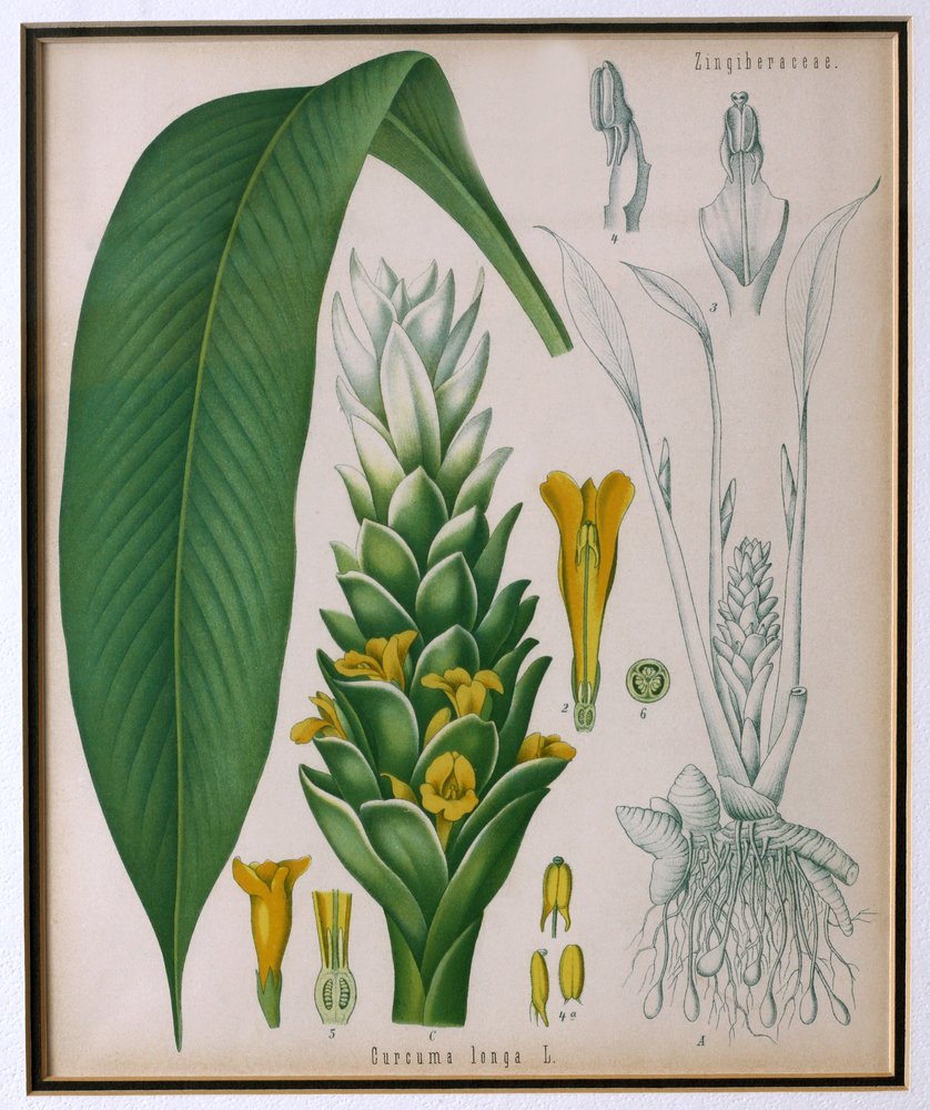 curcuma longa plant images