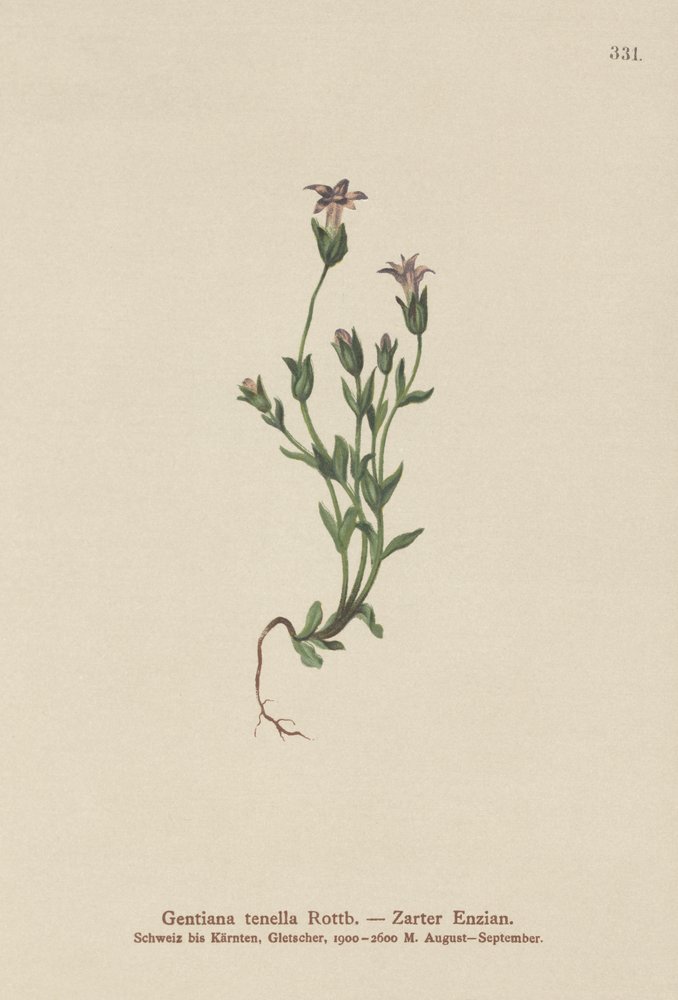 Danes Dwarf Gentian by German School