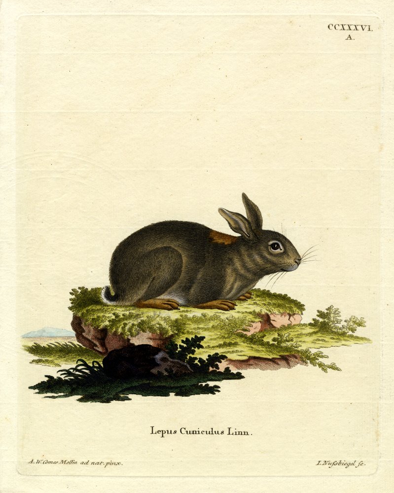 European Rabbit by German School: Buy fine art print