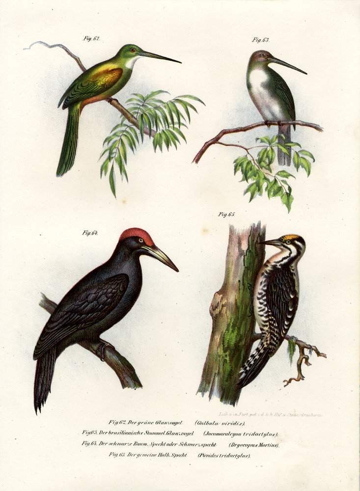 Green-tailed Jacamar, 1864 by German School