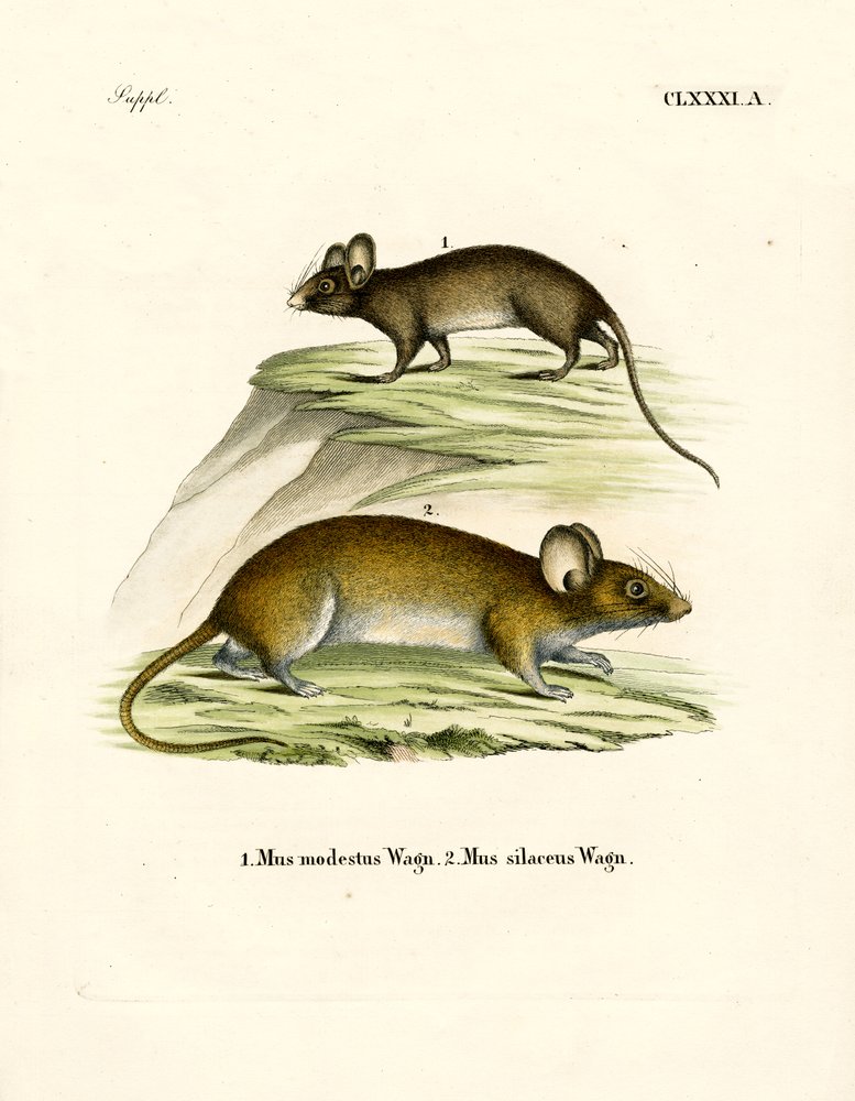 Mice by German School: Highest-quality art reproduction