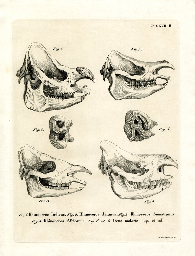 Rhino Skulls by German School