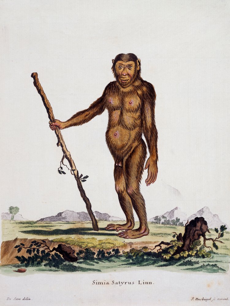 Simia satyrus, from Mammals illustrated from Nature with descriptions by German School