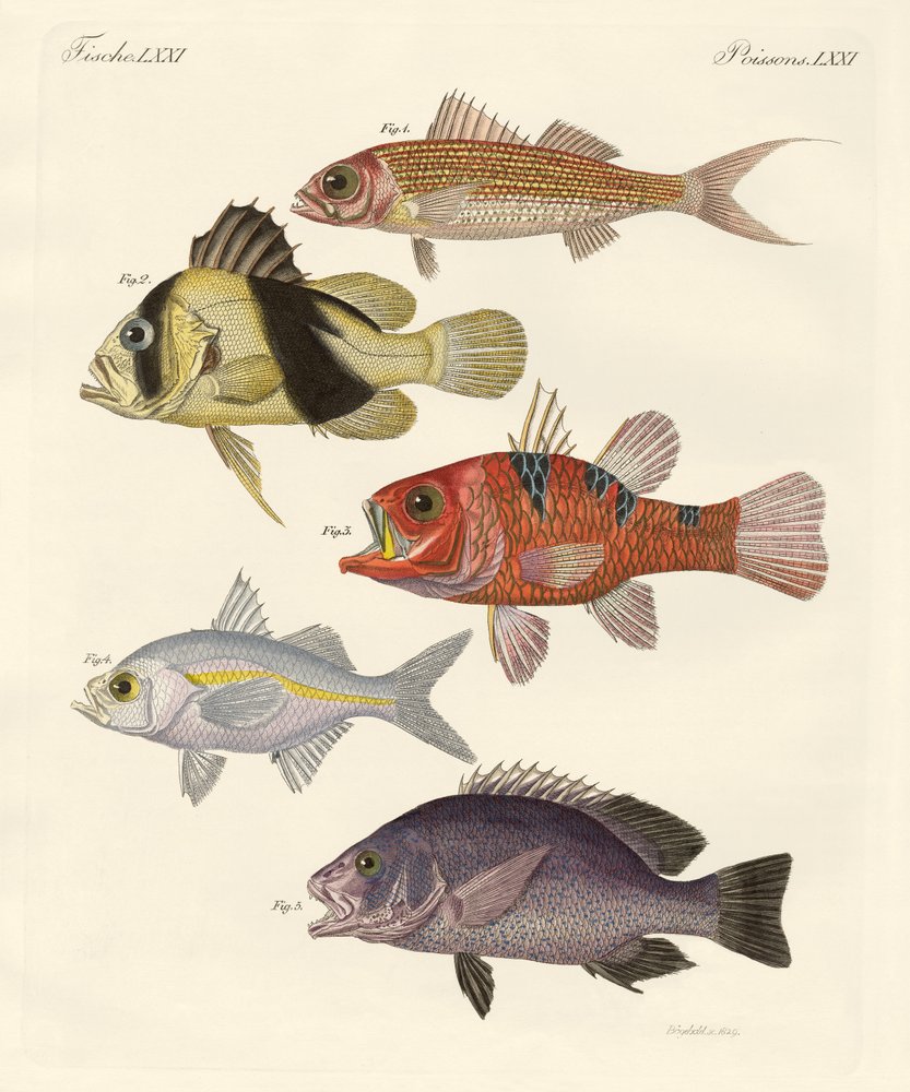 Strange fish by German School: Buy fine art print