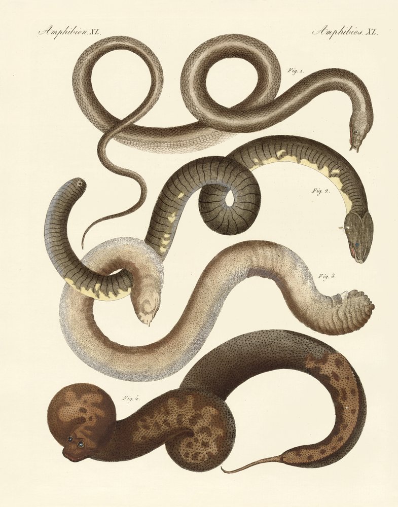 Strange Snake by German School: Premium art reproduction