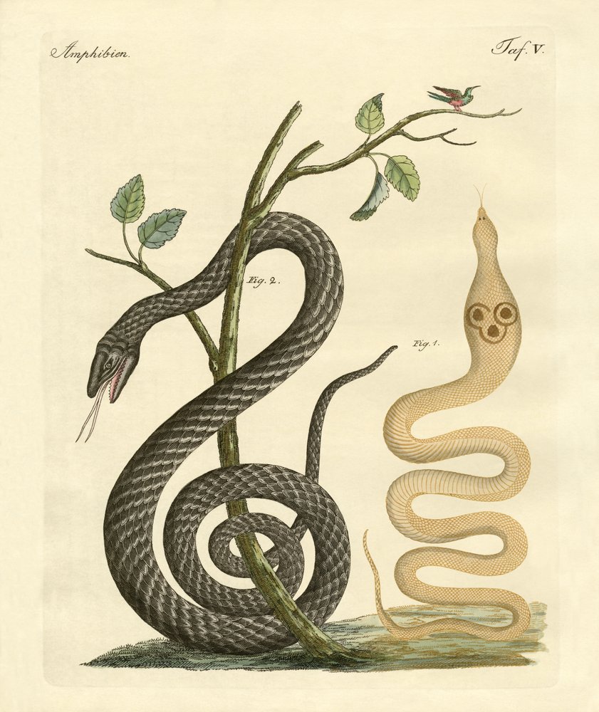 Strange Snake by German School: Buy fine art print