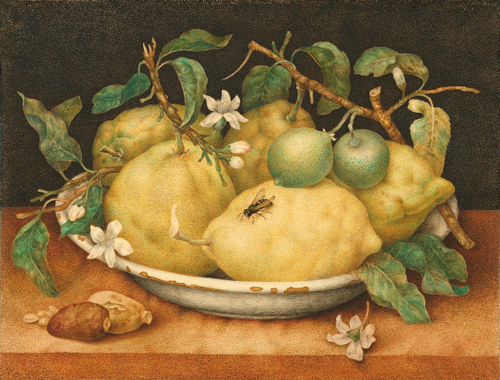 Still Life with a Bowl of Citrons, c. 1640 by Giovanna Garzoni