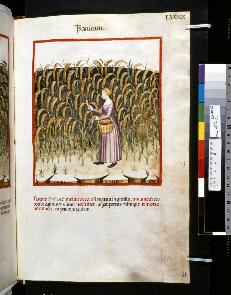 Theatrum Sanitatis by Ububchasym de Baldach: 'Panicum', First Decade of ...